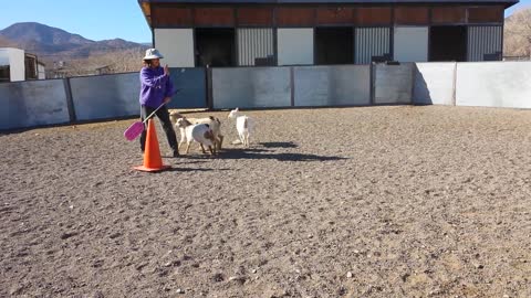 John & Jack Sheep-Herding Lesson2