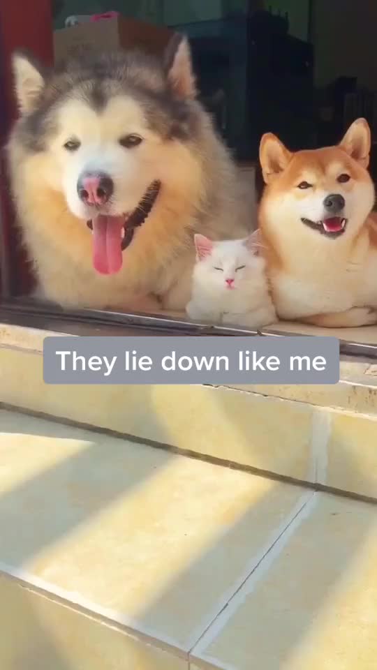 Cat ate laughing with dog