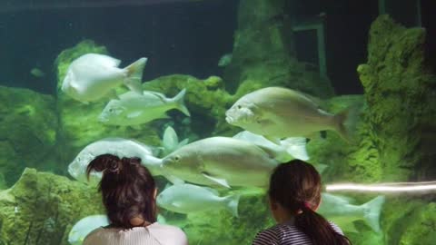 back-view-of-girls-watching-the-fishes-in-a-big-aquarium