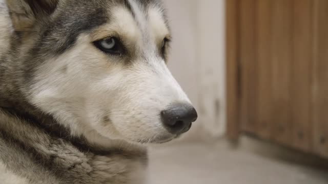 husky dog relaxing lying down