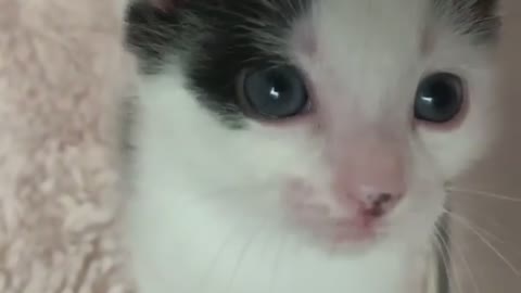 Cats videos so lovely