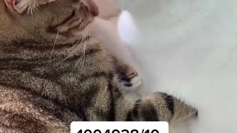 Funny Cat Tiktok