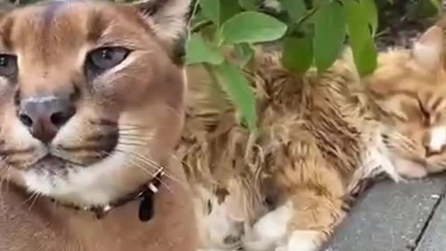 Does anyone know what animal this is. It looks so sleepy and always yawns.
