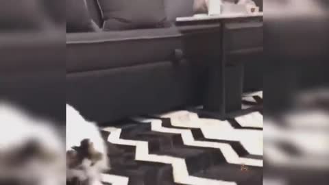 #funny animals videos#