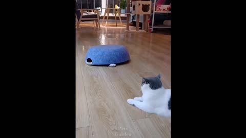 Funny and Cute Cat's Life 👯😺 Cats and Owners are the best friends Videos#4 Catanddogsvideos