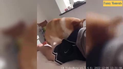 videos funniest dogs funniest animals dog videos cat videos funny video