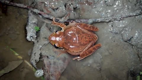 A frog singing 🐸🔊