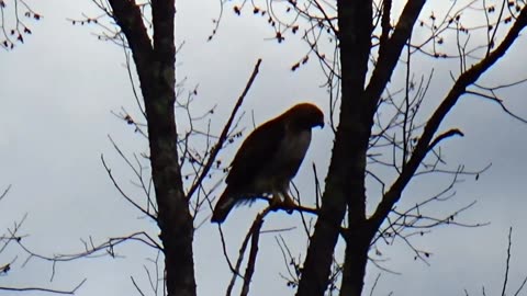 Red-tailed hawk