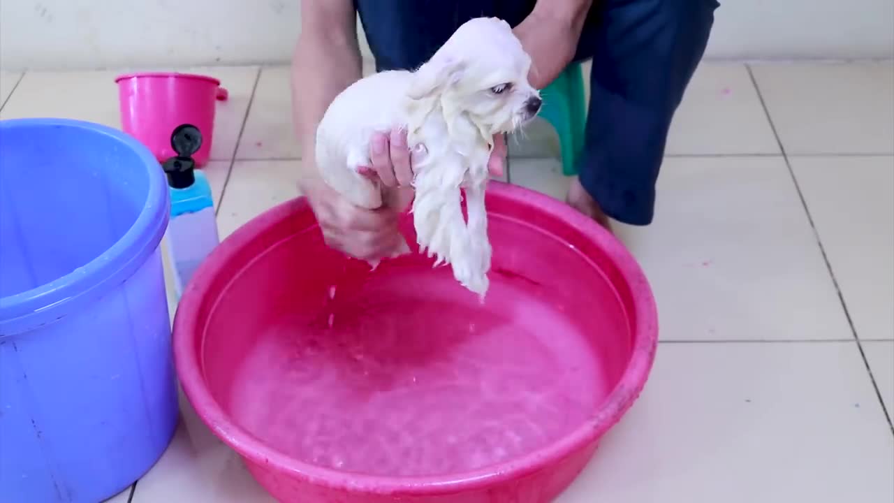 Cómo bañar a un cachorro pomerania