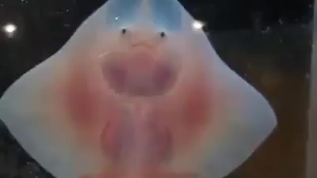 Cute Baby Stingray