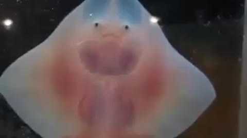 Cute Baby Stingray