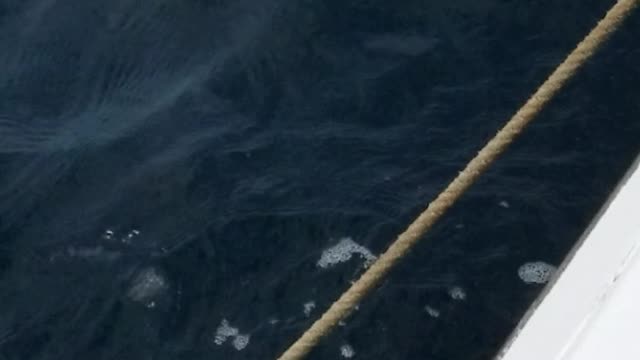 Shark Fishing