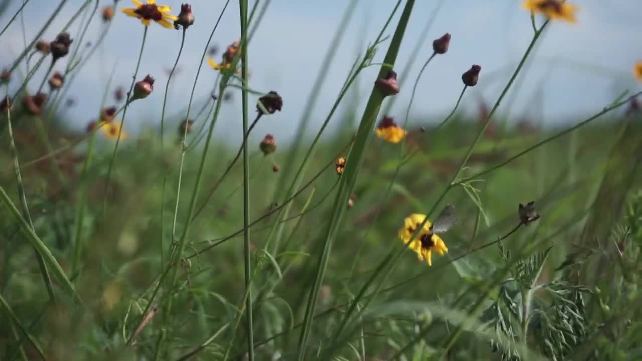 Flowers in a field || Sony A6000 + Zhiyun Crane M2 (example footage)