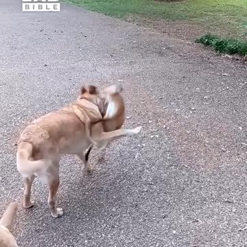 Rescued fox returns to play with dogs 🥹