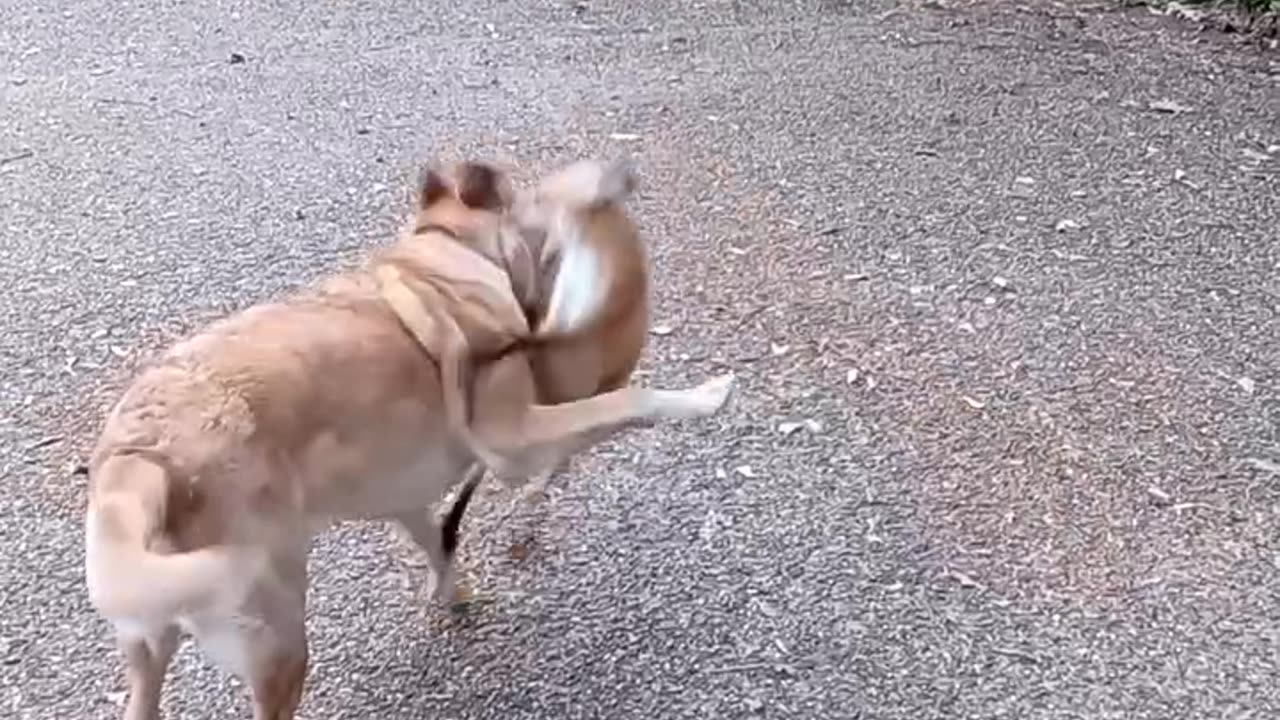 Rescued fox returns to play with dogs 🥹