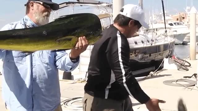 Smart Dolphin steals Fisherman's Catch