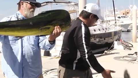 Smart Dolphin steals Fisherman's Catch