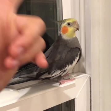 Cockatiel plays and imitates sounds in an awesome way