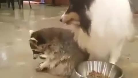 Dog and raccoon eating together in one plate