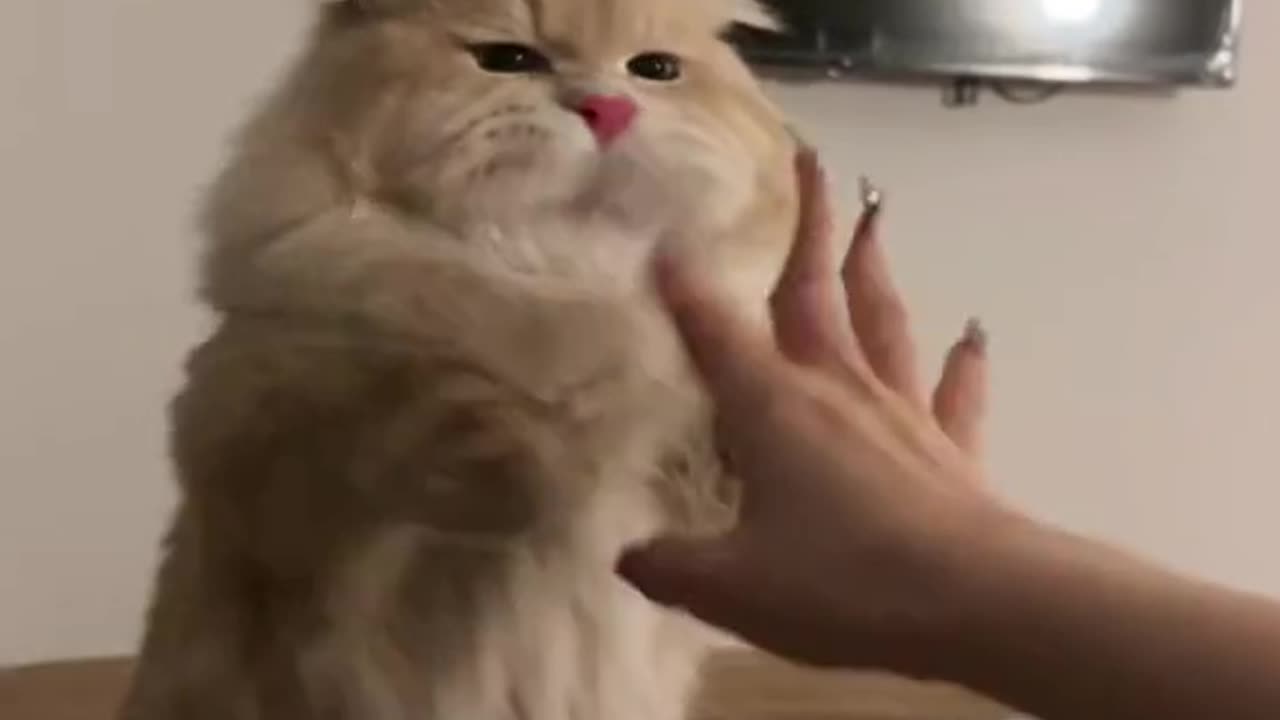 Cute 😺 Love 😽😘