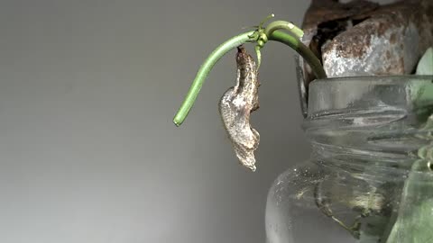 Gulf Fritillary caterpillar forms chrysalis time lapse video final cut.