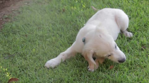 The pretty baby dog || How want be a pet dog like that!