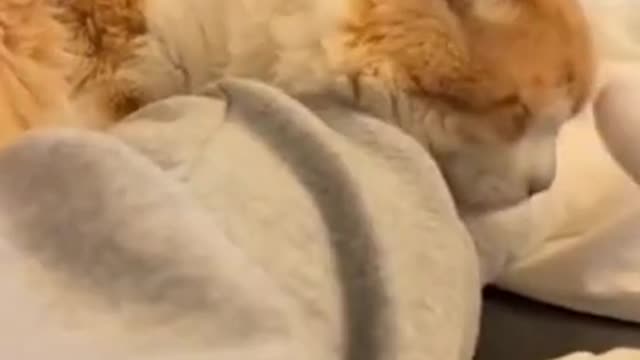 #cute cat#shorts