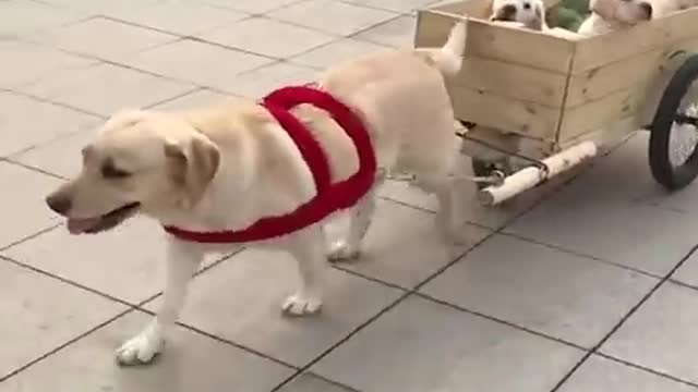 Funny dog moments