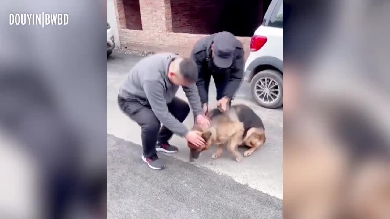 Former police dog meet with trainer she hasn't seen in years