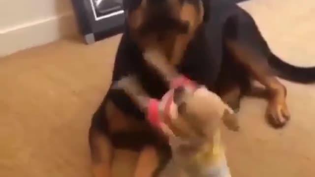 Cute puppies in action when they get a Christmas present in 2022