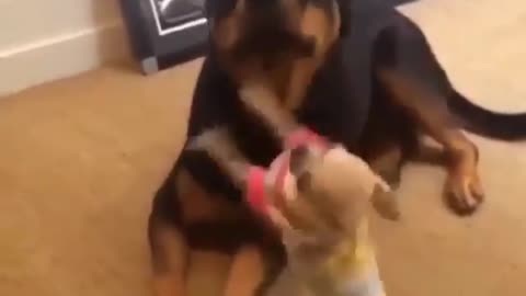 Cute puppies in action when they get a Christmas present in 2022