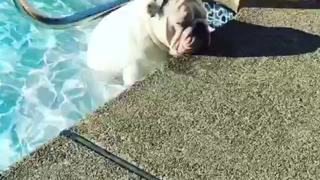 Is this bulldog indifferent or just sleepy?