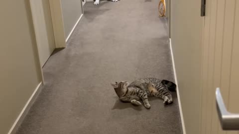 Cute cats