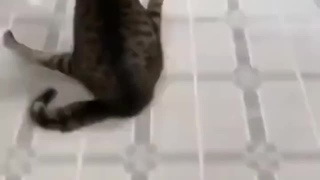 Funny cat