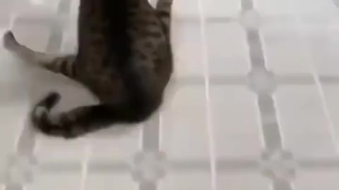 Funny cat