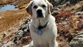 Van Morrison and our newly adopted Chamois on "The Bright Side of the Road" first mountain walk.