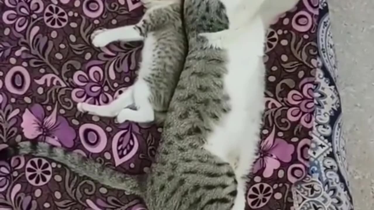 Fanny pets and cat's 😃😊