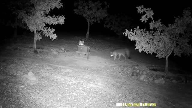 Two beautiful gray foxes