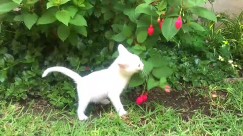 Cat funny video