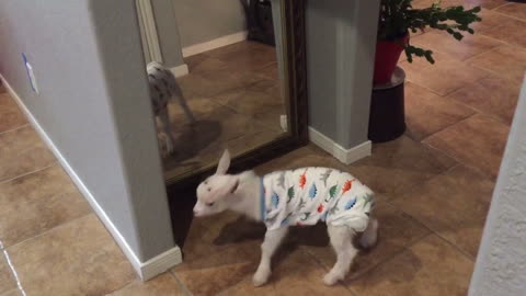 Baby goat head-butts his own reflection