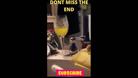 Baby Dogs - Cute and Funny Dog