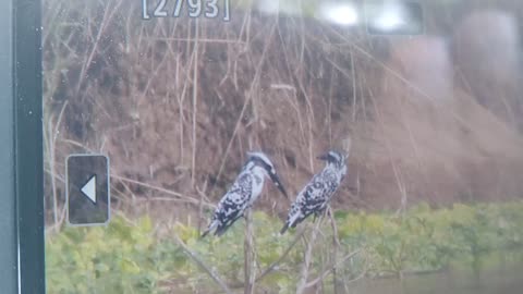 Two cute birds captured by camera