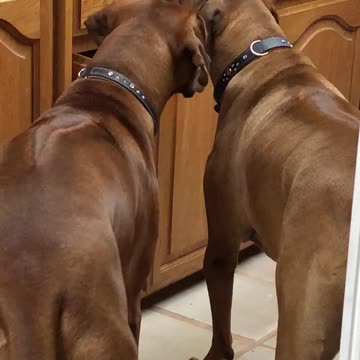 Dog’s hilarious response to cookies not being in the cabinet anymore