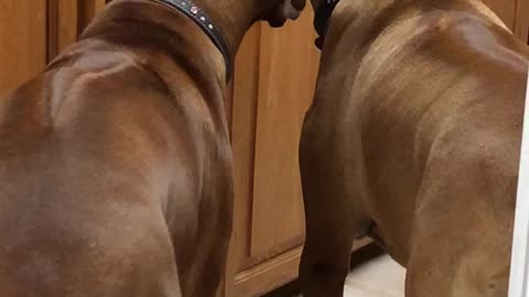 Dog’s hilarious response to cookies not being in the cabinet anymore