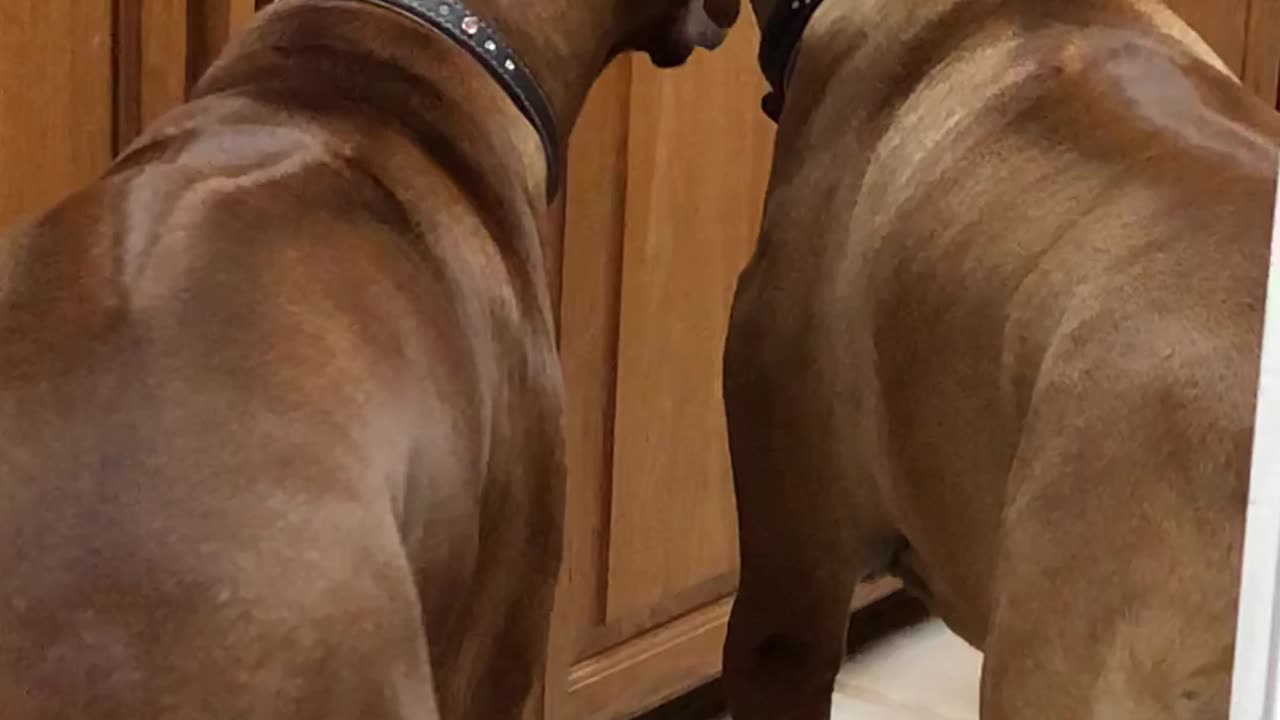 Dog’s hilarious response to cookies not being in the cabinet anymore