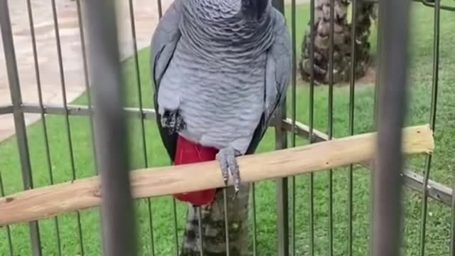 Adorable Beautiful parrot talking