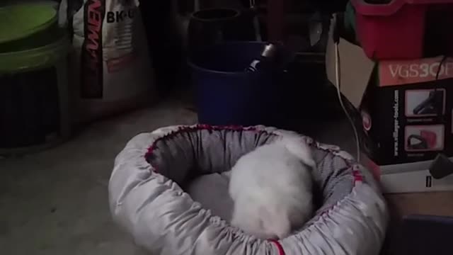 Cachorra asustada intenta esconderse en la cama por la tormenta