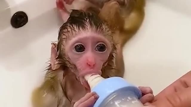 Cute and funny monkey Videos cutest moment of the monkey - Cutest monkey