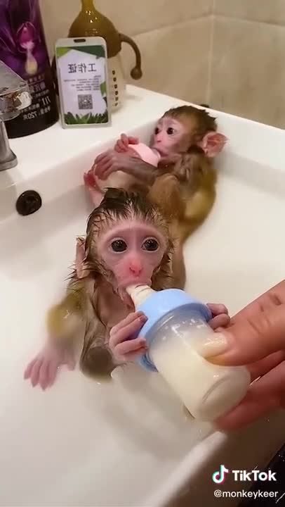 Cute and funny monkey Videos cutest moment of the monkey - Cutest monkey