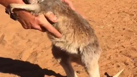 Kangaroo hug